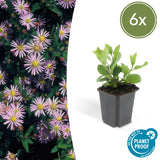 Livraison plante Aster ageratoides Asran