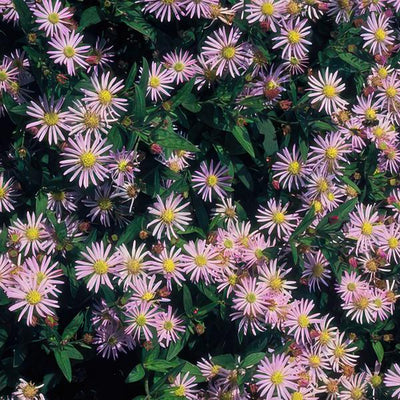 Aster Del Giappone (Aster ageratoides) 'Asran'
