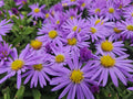 Aster Nano d'Autunno (Aster dumosus) 'Prof. Anton Kippenberg'
