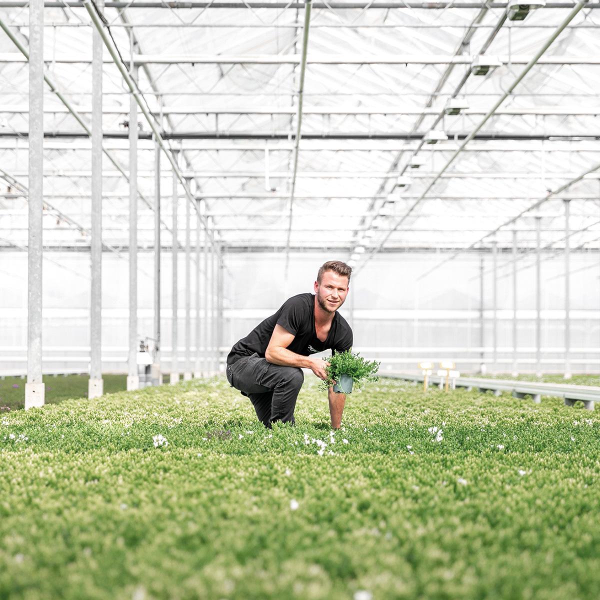 Livraison plante Balkonbak blanche avec 3 Campanula Addenda violettes - Clochettes