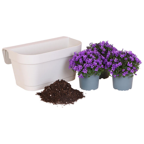 Livraison plante Balkonbak blanche avec 3 Campanula Addenda violettes - Clochettes