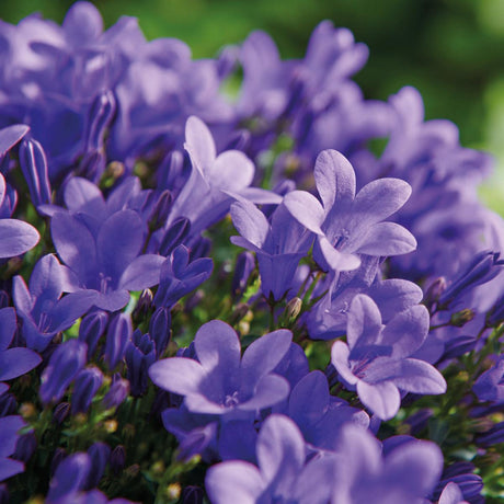 Livraison plante Balkonbak blanche avec 3 Campanula Addenda violettes - Clochettes