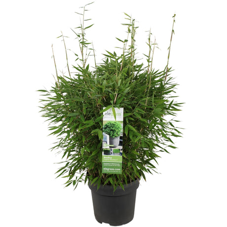 Livraison plante Bambou - Fargesia 'Moontars'® boobux - ↨70cm - Ø29 - plante d'extérieur