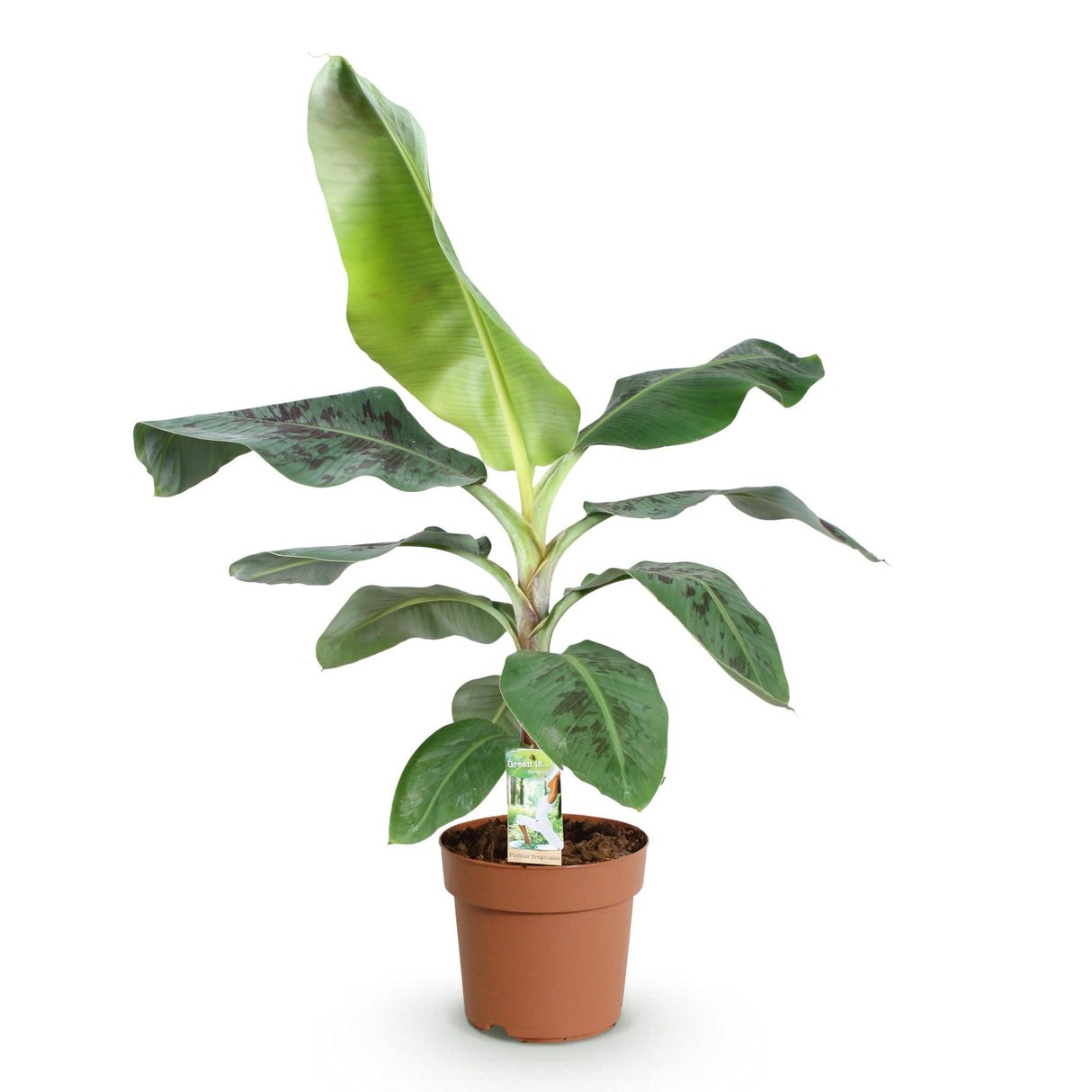 Livraison plante Bananier Cavendish et panier H75 cm