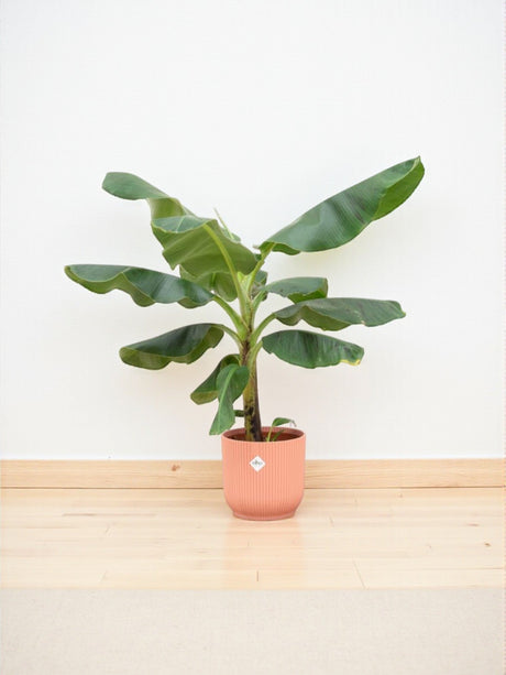 Livraison plante Bananier Musa 100cm et son pot