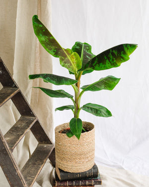 Banana Musa