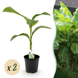 Livraison plante Bananier Musa basjoo – Lot de 2 – Pot 17 cm – Hauteur 40 cm