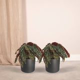 Livraison plante Begonia Maculata - Lot de 2