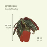 Livraison plante Begonia Maculata - Lot de 2