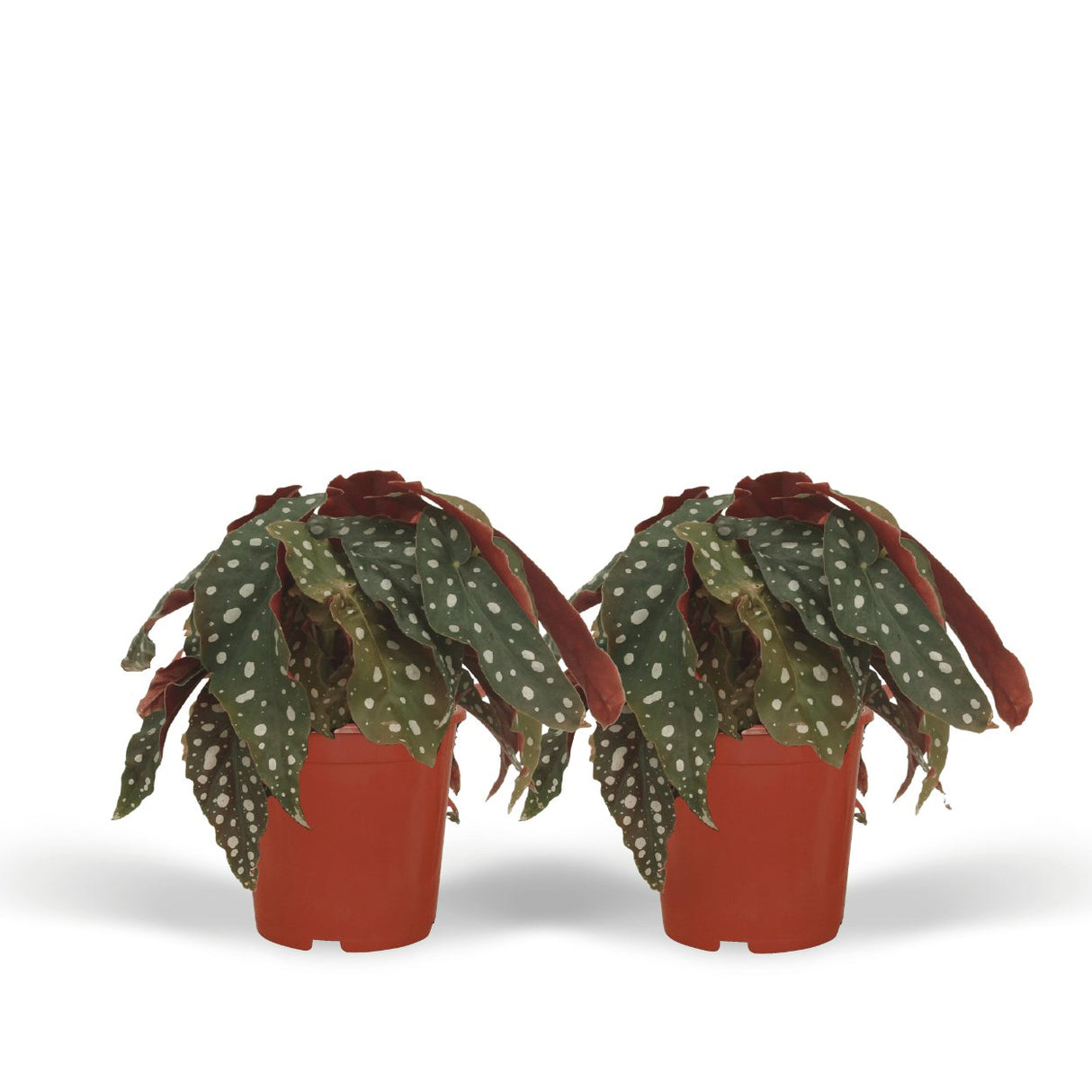 Livraison plante Begonia Maculata - Lot de 2