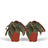 Livraison plante Begonia Maculata - Lot de 2