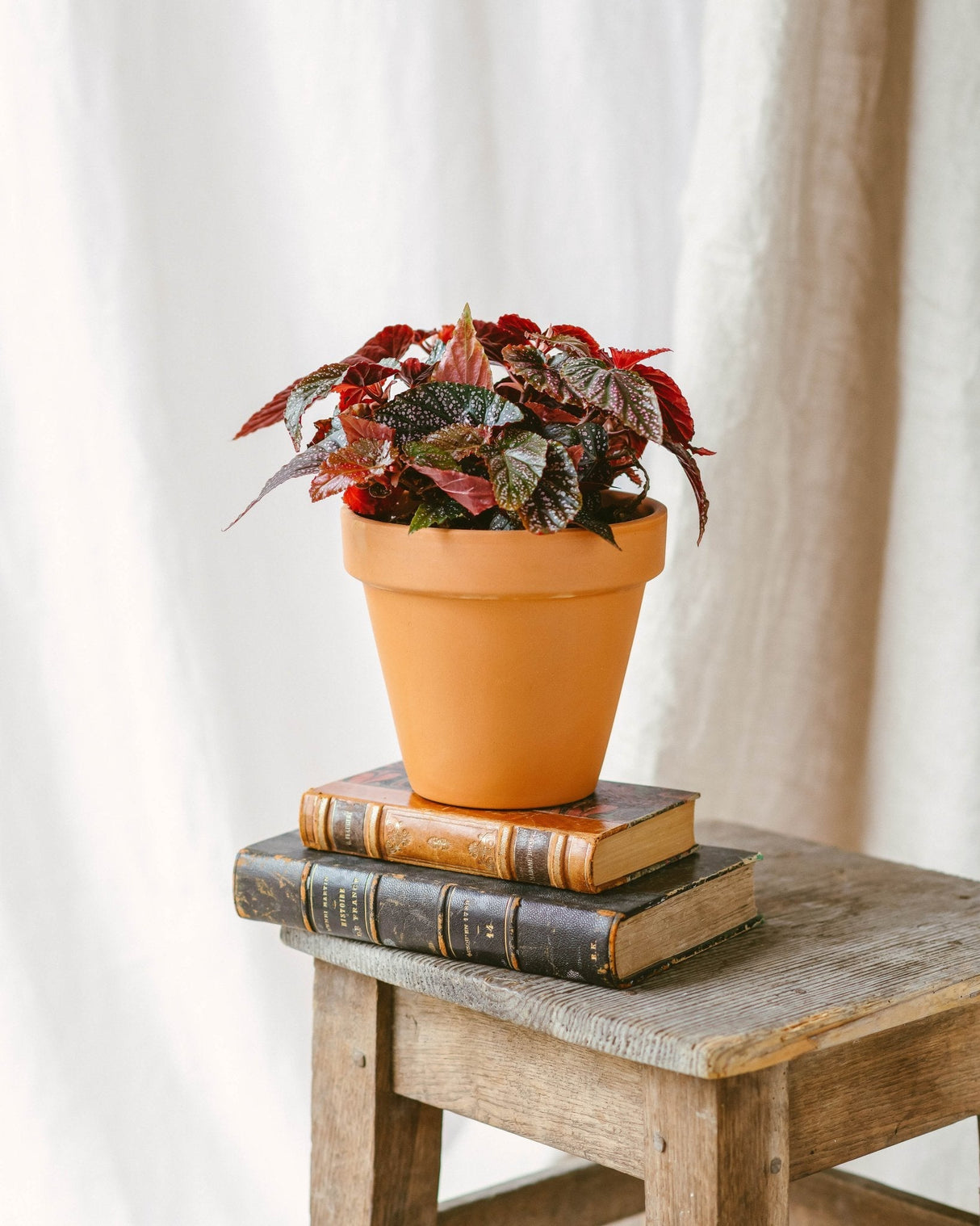 Livraison plante Begonia polka dot pink