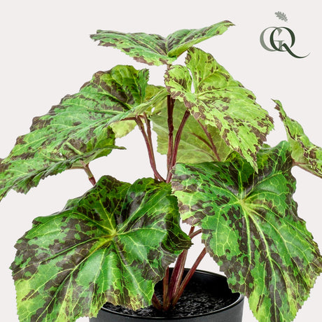 Livraison plante Begonia Rex plante artificielle - h25cm, Ø11cm