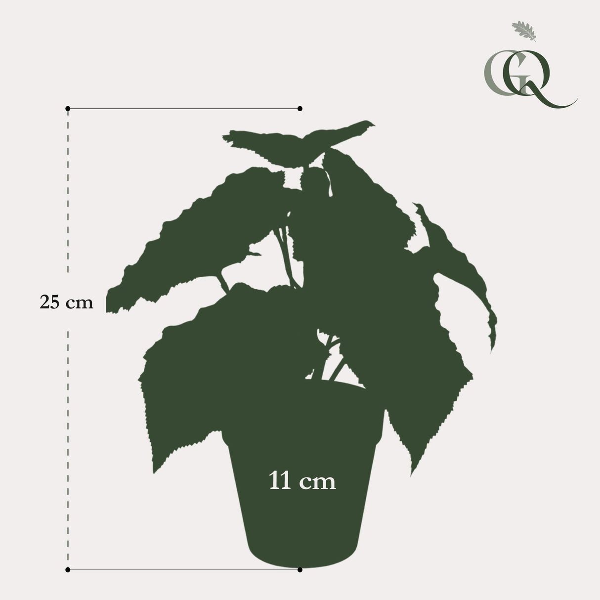 Livraison plante Begonia Rex plante artificielle - h25cm, Ø11cm
