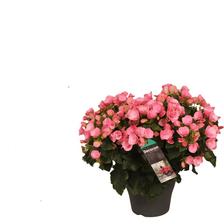 Livraison plante Begonia rose Betulia Candy