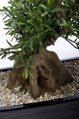 Livraison plante Bonsaï arbre - bonsai artificiel