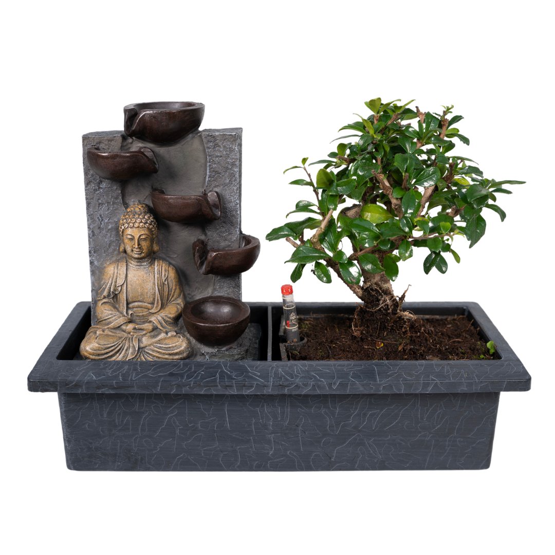 Livraison plante Bonsaï en cascade (Budha)