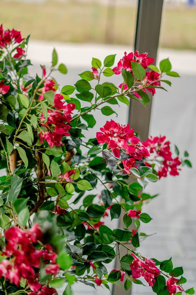 Livraison plante Bougainvillier Liane Fuschia - Arbre artificiel