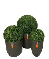 Livraison plante Boule de buis style romain D30 - Buis artificiel