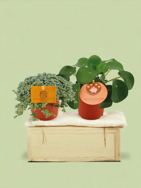 Livraison plante Box - Duo de pilea