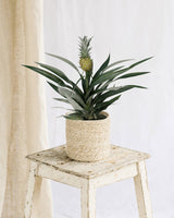 Livraison plante Bromelia Ananas