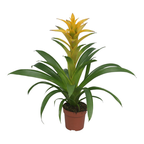 Livraison plante Bromelia Guzmania Desire