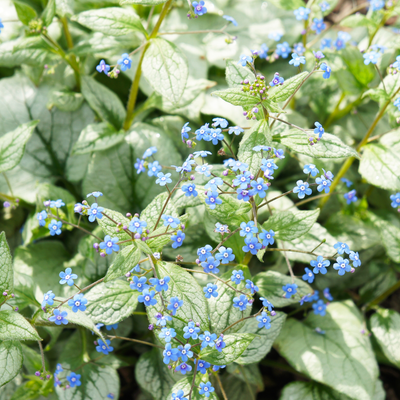 Myosotis Del Caucaso (Brunnera macrophylla) 'Jack Frost'