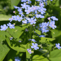 Myosotis Del Caucaso (Brunnera macrophylla) ''