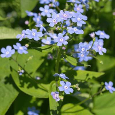 Myosotis Del Caucaso (Brunnera macrophylla) ''