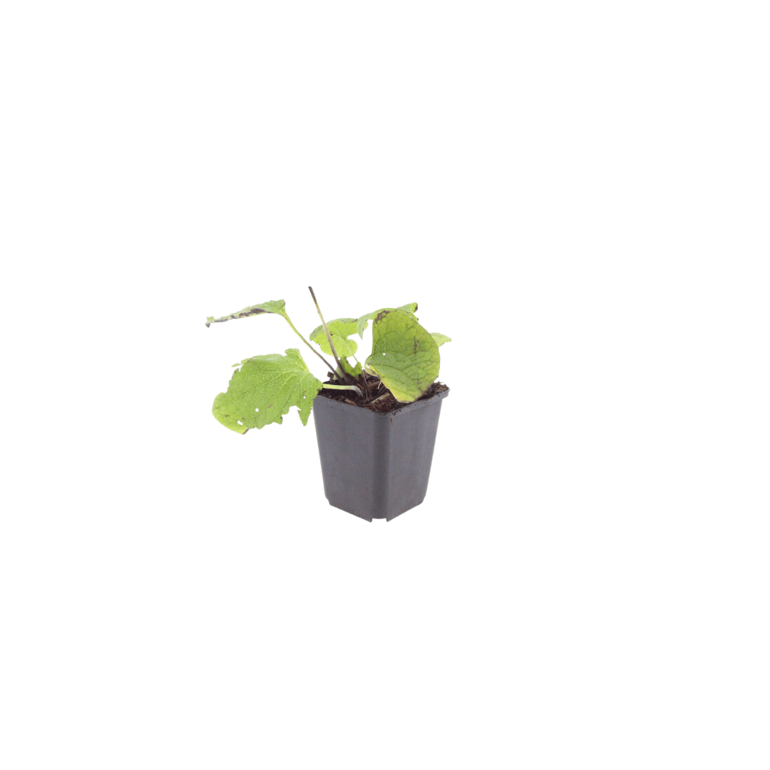 Livraison plante Brunnera macrophylla