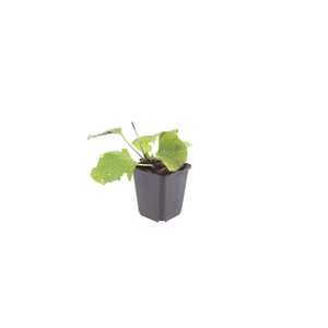 Livraison plante Brunnera macrophylla