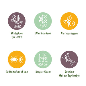 Livraison plante Buis Sempervirens – Lot de 6 – Pot 17 cm – Hauteur 45 cm