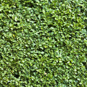 Livraison plante Buis sempervirens – Lot de 8 – Pot 9 cm – Hauteur 20 - 25 cm