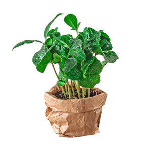 Pianta del caffè