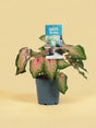 Livraison plante Caladium Rose