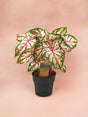 Livraison plante Caladium Tapestry