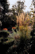 Calamagrostide a Fiori Acuti (Calamagrostis x acutiflora) 'Karl Foerster'