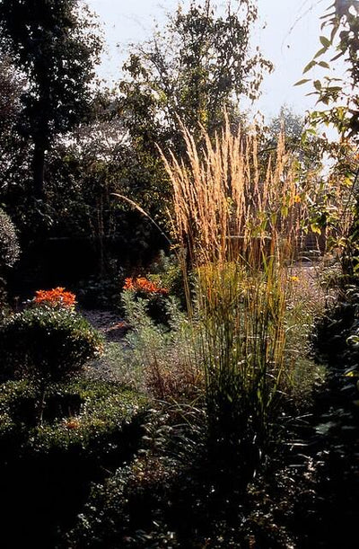 Calamagrostide a Fiori Acuti (Calamagrostis x acutiflora) 'Karl Foerster'