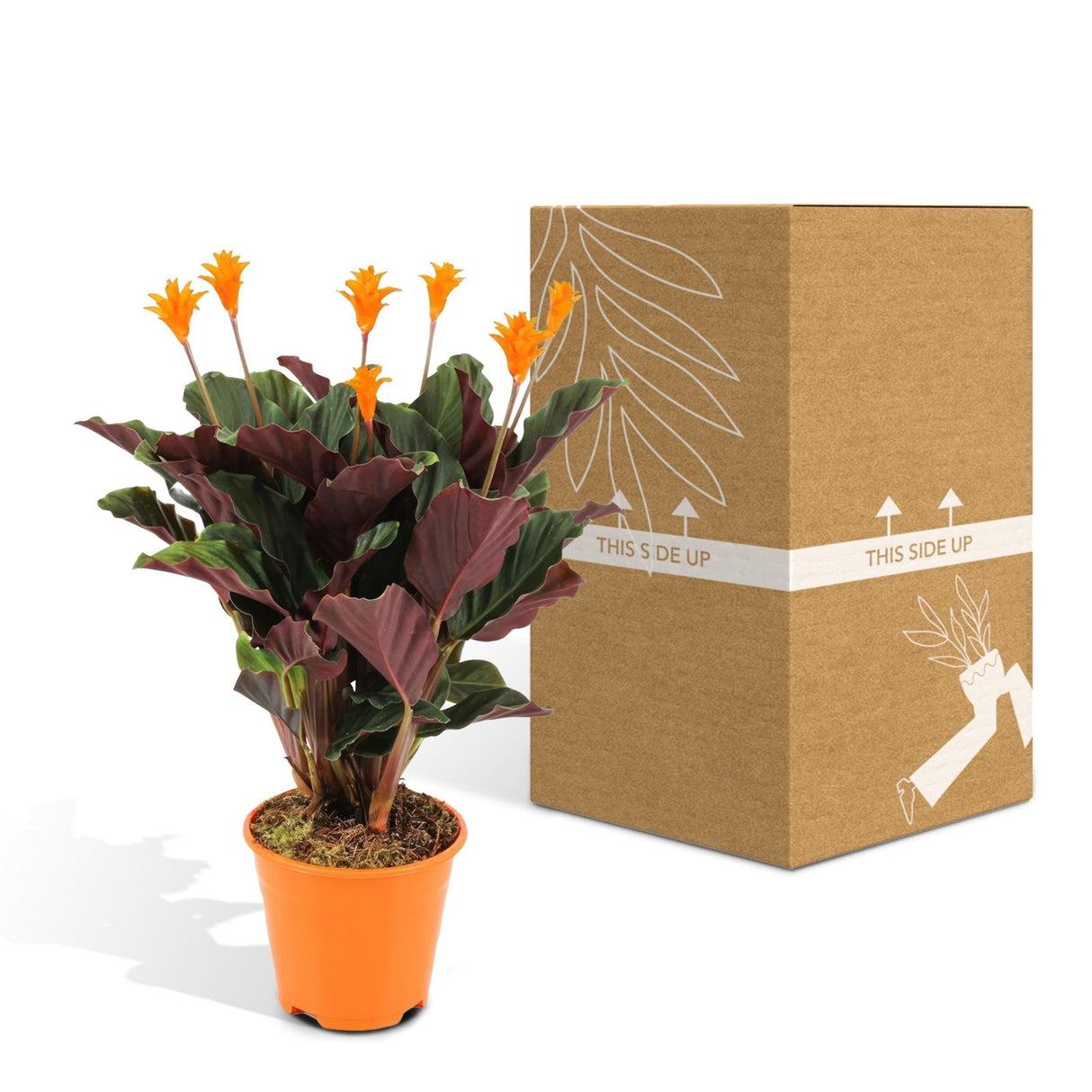 Livraison plante Calathea Crocata