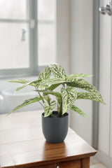 Livraison plante Calathea Dots plante artificielle - h38cm, Ø15cm