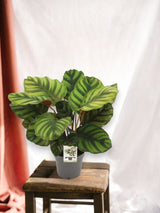 Livraison plante Calathea Fasciata