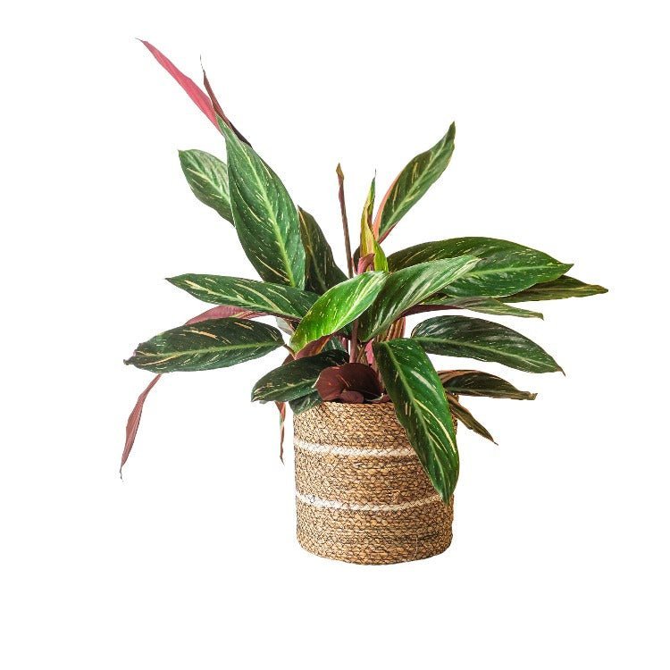 Livraison plante Calathea Magicstar