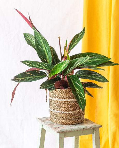 Livraison plante Calathea Magicstar