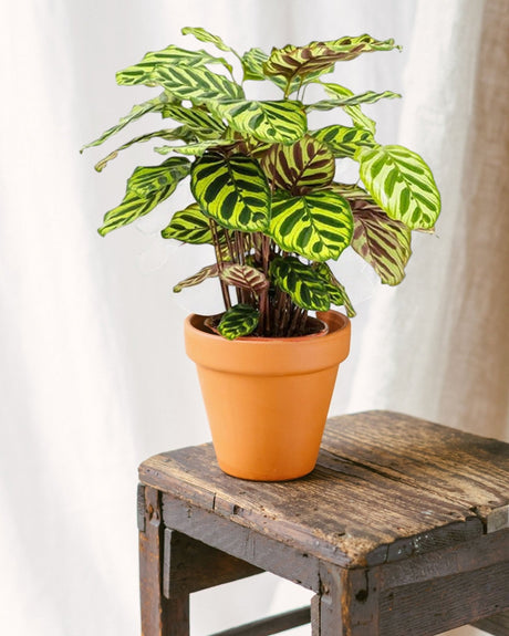 Livraison plante Calathea Makoyana