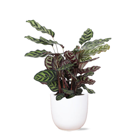 Livraison plante Calathea Makoyana et son pot