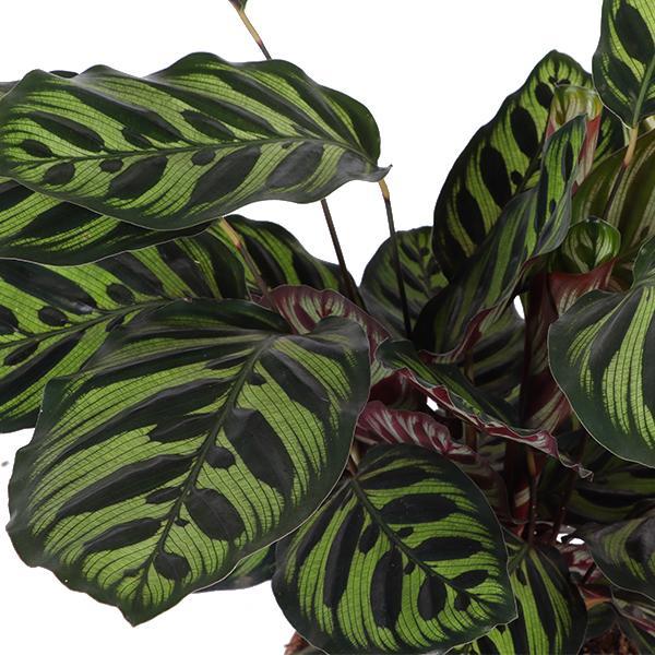 Livraison plante Calathea Makoyana et son pot