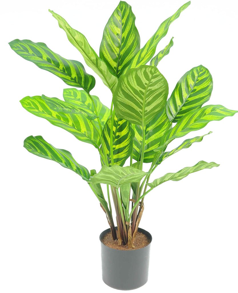 Livraison plante Calathea Makoyana - Plante verte artificielle