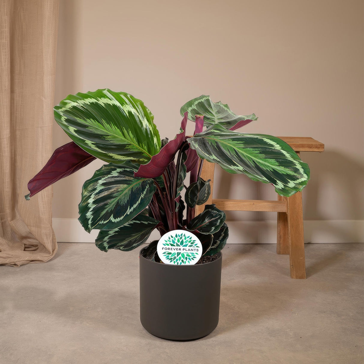 Livraison plante Calathea Medallion