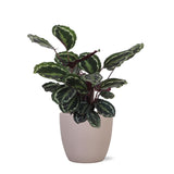 Livraison plante Calathea Medallion et son pot