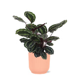 Livraison plante Calathea Medallion et son pot